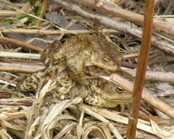 Серые жабы в амплексусе