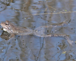 Травяная лягушка Rana temporaria