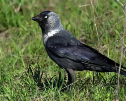 Галка Corvus monedula