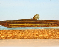 Вьюн обыкновенный – Misgurnus fossilis (Linnaeus, 1758)