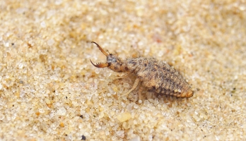 Личинка муравьиного льва (Myrmeleon formicarius)