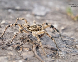 Южнорусский тарантул (Lycosa singoriensis)