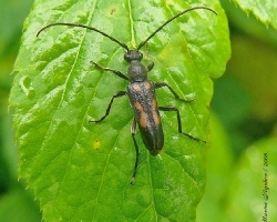 Anoplodera (Anoplodera) sexguttata