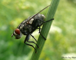 Мясная серая муха Bercaea haemorrhoidalis
