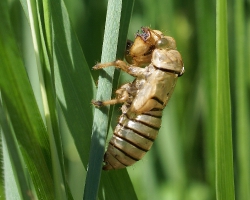Экзувий цикады горной (Cicadetta montana)