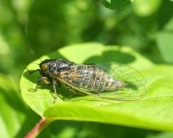 Цикада горная (Cicadetta montana)