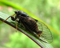Цикадка Cicadetta montana