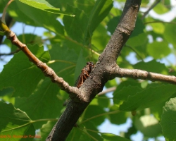 Cicadetta montana (Scop.)