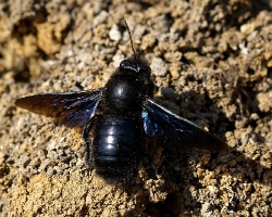 Пчела-плотник или ксилокопа (Xylocopa valga)