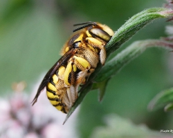 Пчела - шерстобит Anthidium manicatum