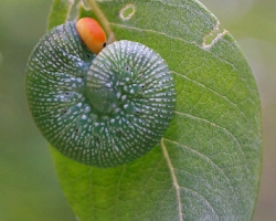 Личинка пилильщика рябинового (Trichiosoma sorbi Htg.)