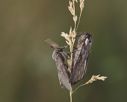 Шелкопряд-монашенка (Lymantria monacha)