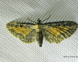 Цветочная желтушная пяденица Eupithecia icterata