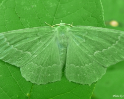 Пяденица большая зеленая Geometra papilionaria