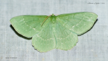 Пяденица большая зеленая (Geometra papilionaria)