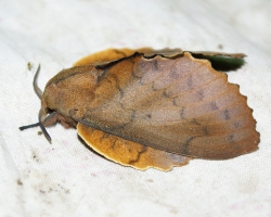 Дуболистный шелкопряд (Gastropacha quercifolia)
