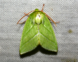 Совка челночница зеленая - Pseudoips prasinanus (Linnaeus, 1758)