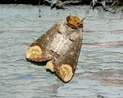 Лунка серебристая (Phalera bucephala)