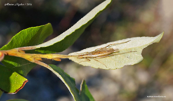 Трубачик обыкновенный (Oecanthus pellucens)