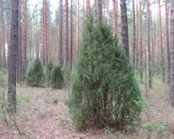 Можжевельник обыкновенный (Juniperus communis L.)