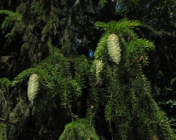Ель обыкновенная (Picea abies L.)