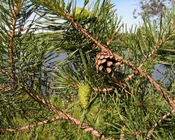 Сосна обыкновенная (Pinus sylvestris L.)