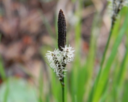 Осока волосистая (Carex pilosa Scop.)