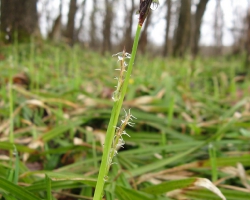 Осока волосистая (Carex pilosa Scop.) 