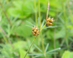 Осока приземистая (Carex supina Wahlenb.)