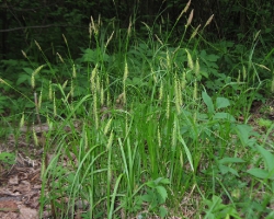 Осока лесная (Carex sylvatica Huds.)