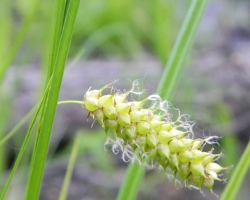 Осока пузырчатая (Carex vesicaria L.)