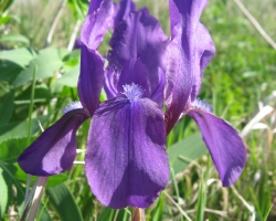 Ирис безлистный (Iris aphylla L.)