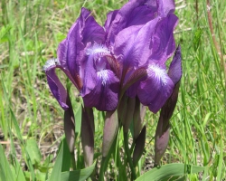 Ирис безлистный (Iris aphylla L.)