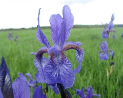 Ирис сибирский (Iris sibirica L.)