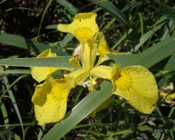 Iris pseudacorus L. - ирис ложноаировый