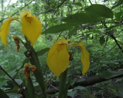 Iris pseudacorus L. — Ирис ложноаировидный, или Касатик желтый