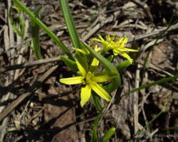 Гусиный лук желтый (Gagea lutea (L.) Ker-Gawl.)