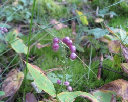 Майник двулистный (Maianthemum bifolium (L.) F. W. Schmidt)