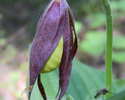 Венерин башмачок настоящий (Cypripedium calceolus L.)