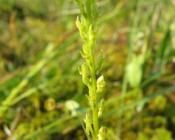 Гаммарбия болотная (Hammarbya paludosa (L.) O. Kuntze)