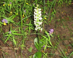 Любка двулистная (Platanthera bifolia (L.) Rich.)