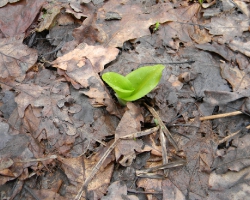 Любка двулистная (Platanthera bifolia (L.) Rich.)