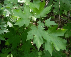 Клен равнинный (Acer campestre L.)
