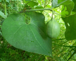Кирказон обыкновенный (Aristolochia clematitis L.)