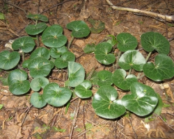 Кирказоновые (Aristolochiaceae)