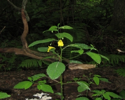 Бальзаминовые (Balsaminaceae)