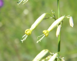 Смолевка зеленоцветковая (Silene chlorantha (Willd.)
