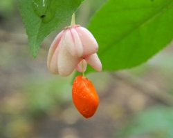 Бересклетовые (Celastraceae)
