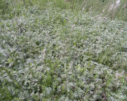 Полынь армянская (Artemisia armeniaca Lam.)