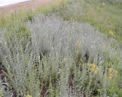 Полынь равнинная (Artemisia campestris L.)